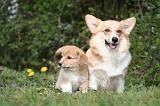 CORGI PEMBROKE 1212